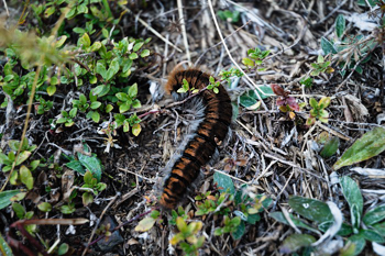 Chenille Chenille